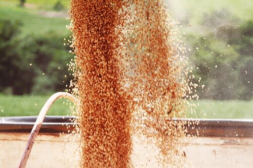 Grãos de soja (Divulgação)