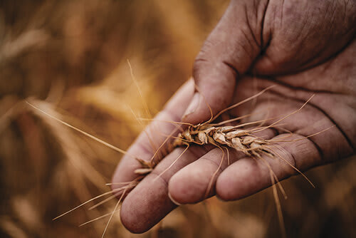 O trigo é uma fonte vital de calorias e proteínas vegetais e é uma das três principais culturas alimentares do mundo, junto com o arroz e o milho